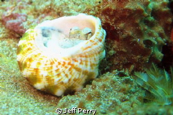 Baby Octopus by Jeff Perry 